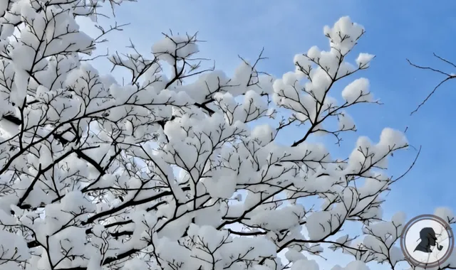 枝に積もった雪